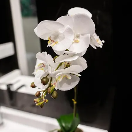 公寓 Inncadizcasa Senorial De 1790 加的斯