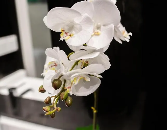 Apartment Inncadizcasa Senorial De 1790 Cadiz